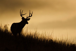 Trophy White-tailed Buck Deer silhouette