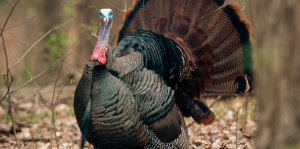 Wild turkey during Fall Firearms Turkey Season