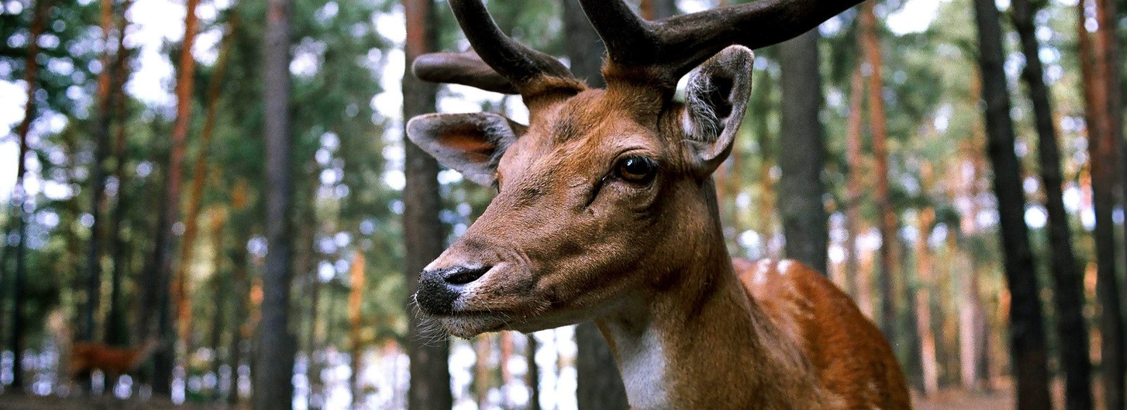 Antlered deer in forest during hunting season