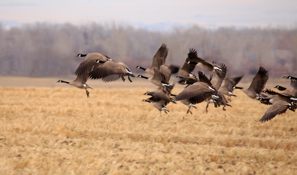 A gaggle of geese in a field on a waterfowl hunting trip