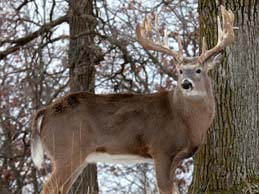 Deer Whitetail Hunting