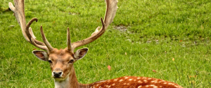 Acceptable deer for Missouri antler point restrictions