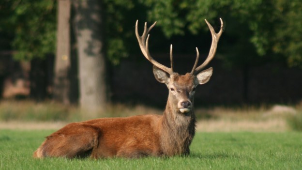 2023 Missouri Deer Season CWD & Regulation Changes