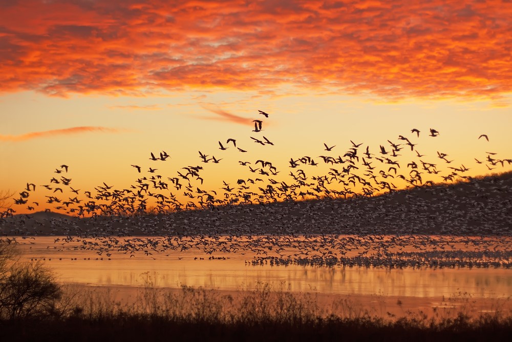 Sunset geese hunting trip 