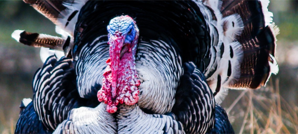 Turkey during fall firearms turkey season